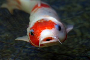 koi karpfen