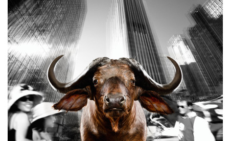 Urban Animals 04 - Norbert Schäfer PhotoArt